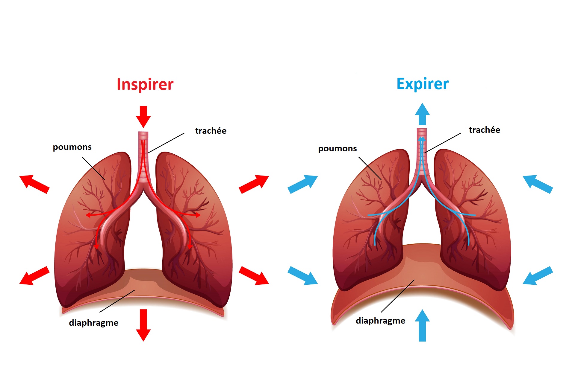 respiration musculation